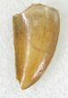Raptor Tooth From Morocco - #21301-1
